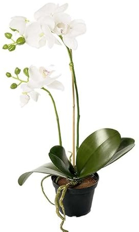 Orquídea Phalaenopsis Natural Planta Exótica para Amantes de la Naturaleza