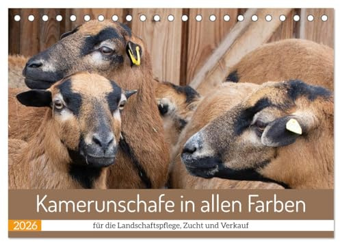 Kamerunschafe in allen Farben (Tischkalender 2026 DIN A5 quer), CALVENDO Monatskalender: Die Vielfalt der Böcke, Auen und Lämmer bei einem Züchter von Kamerunschafen. (CALVENDO Tiere)