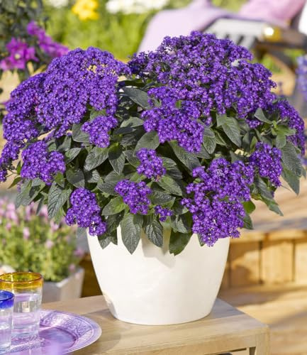 BALDUR Garten Duft Honig-Vanilleblume 'Honey Blue®',3 Pflanzen, starke Blühlleistung über Monate, herrlich süßer Duft, bienenfreundlich, pflegeleicht, Blickfang für Garten, Balkon & Terrasse