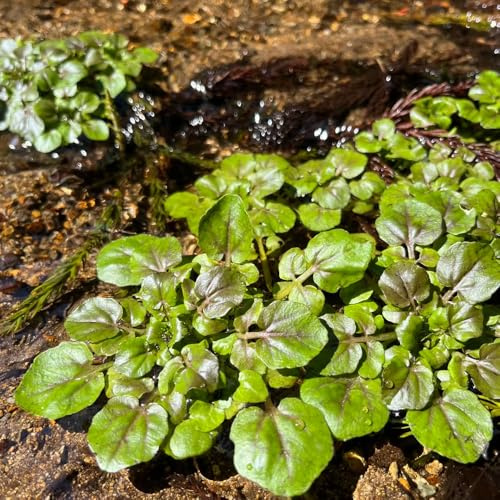 Comprar berros sostenibles Semillas de hortalizas y medicinales balcón exóticas balcones elevados vegetales de jardín 300Semillas
