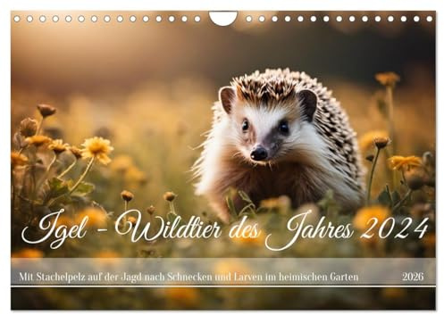 Igel - Wildtier des Jahres 2024 (Wandkalender 2026 DIN A4 quer), CALVENDO Monatskalender: Mit Stachelpelz auf der Jagd nach Schnecken und Larven im heimischen Garten (CALVENDO Tiere)