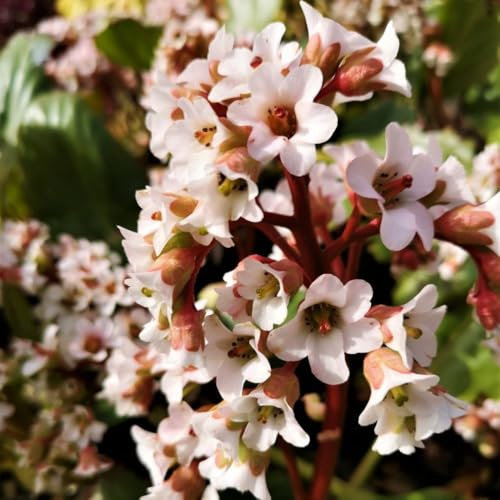 Bergenia 'Bressingham White' - Hardy Perennial for Dry Shade, Evergreen Ground Cover with White Bell-Shaped Flowers – 1x 9cm Potted Plant by Thompson & Morgan