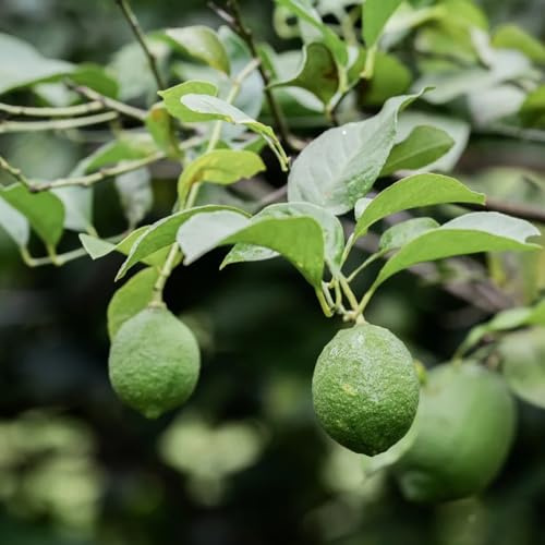 semillas de limonero - trepadoras resistentes orgánicas Decoración jardín exteriores 90pcs