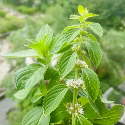 semillas de menta orgánica de balcón, raras cobertura del suelo resistentes perenne para el jardín 450pcs