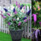 50 piezas arbusto de mariposa semillas resistentes arbusto de verano árbol de mariposa Buddleia tricolor - serie de plantas raras - plantas mixtas plantas decorativas de interior plantas