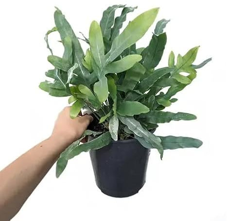 Helecho Estrella Azul Natural Planta Fácil de Cuidar