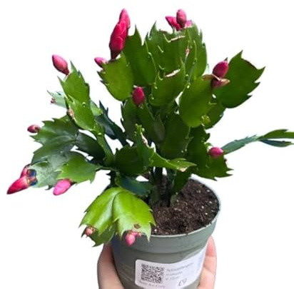 Cactus de Navidad con Flores Colgantes - Planta Decorativa para Interiores
