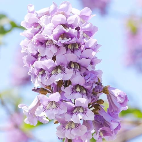 Paulownia, pflanzensamen zimmerpflanzen Paulownia Tomentosa, kaufen pflanzensamen nachhaltige geschenke geschenke für gartenfreunde 200Samen