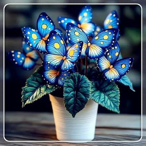 Hosta 'Moonlight Butterfly' - Radice nuda in vendita - Serie Midnight Blue Heart - Decorazione per interni/esterni - Foglie verde smeraldo-4 Hostas-F
