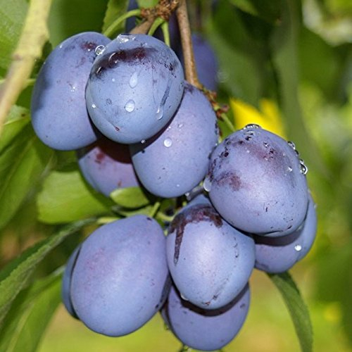 NEU! Topfirst (S) Zwetsche, Pflaume frühreifende Sorte, Halbstamm ca. 150-170 cm im 9,5 Liter Topf
