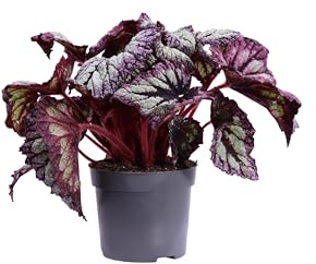 Pianta vera di Begonia Beleaf o Begonia Rex diverse varietà pianta ornamentale colorata da arredo interno per appartamento e ufficio venduta da eGarden.store (Fireworks v.12 cm)