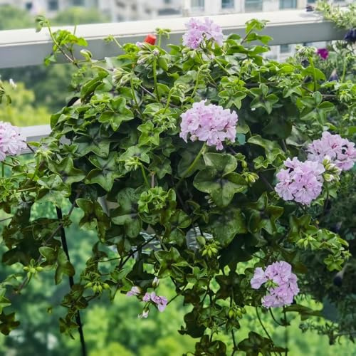 semi di geranio balcone interna biologici giardino 350pcs