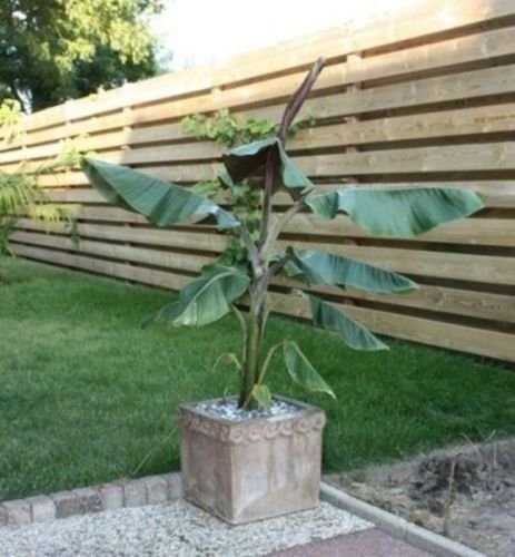 Musa ibrido - di Helen Banana - Hardy banane ibrido - Semi