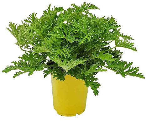 Geranio Limón La Planta de Exterior que Ahuyenta los Insectos de Forma Natural