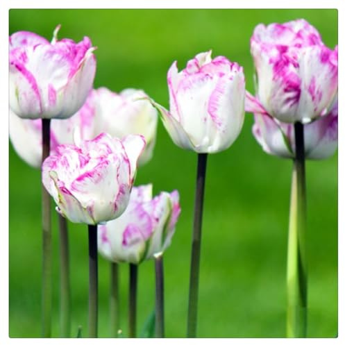 Bulbos de Tulipán | Frescos, Uniformes, Firmes, Naturales, Robustos, Viables-10 bulbos