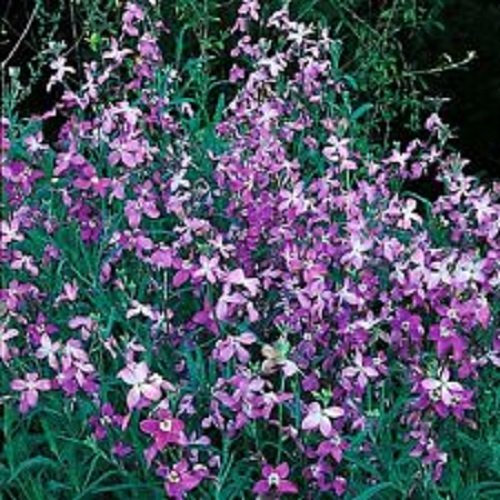 Night Scented Stock - bicornis - 1500 Flower Seeds Edible Flowers by Pretty Wild Seeds