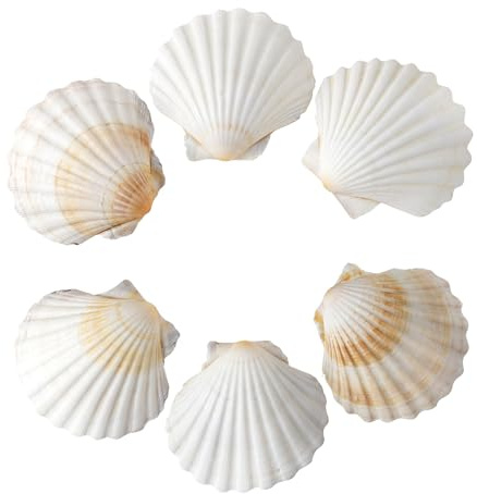 SKOOLOVE 6 PCS Large Scallops Shell 7.5-10CM Natural Seashells for Crafting | Natural Seashells from Beach for Crafts Wedding Decor Beach Theme Party, Fish Tank and Vase Filler