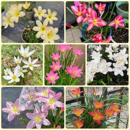 Bulbi di Zephyranthes - bulbi a primaverile da giardino Bulbi di Zephyranthes Candida - per luoghi soleggiati decorazione del giardino per esterno di cipolline 12pcs
