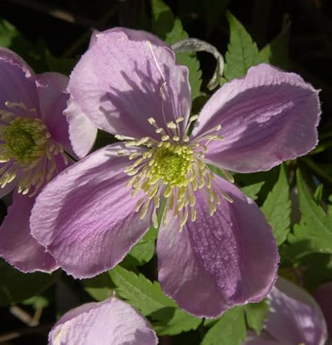 Berg Waldrebe Freda 40-60cm - Clematis montana - lebende Gartenpflanze aus den Baumschulen