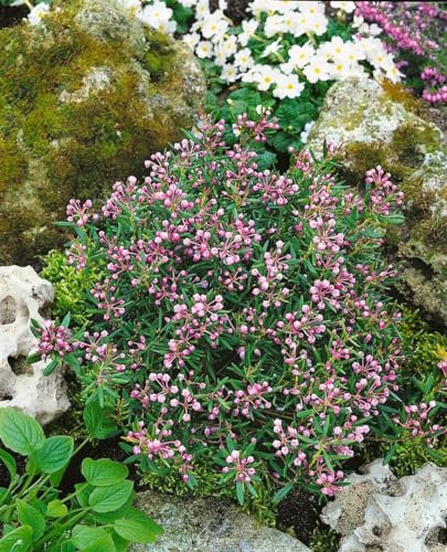 Andromeda polifolia 'Nikko' 30-40 cm - Lavendelheide, rosa Blüten, Blütezeit Mai-Juni, ideal für Moorbeete, immergrün, winterhart