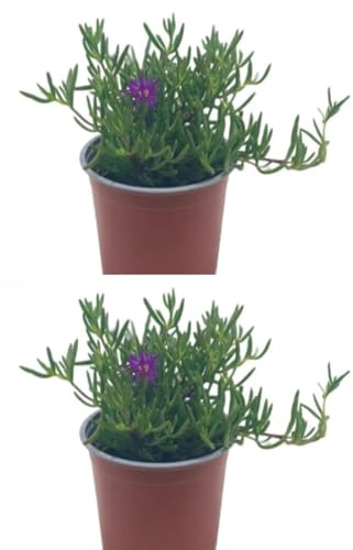 Pack de 2 plantas Messem o uña de gato. Mesembryanthemum. Planta rastrera, suculenta y con flores vibrantes. Segura Garden.