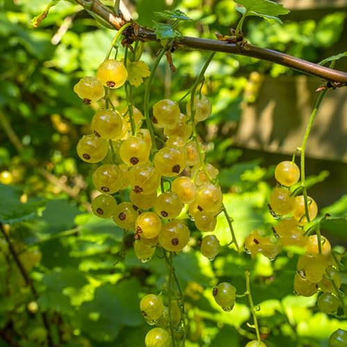 semi di uva spina resistenti - nani fresca semi di balcone colonnari esterno regali 500pcs