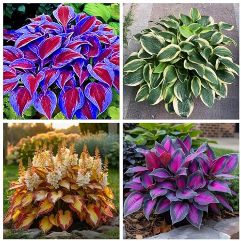 Hosta resistenti,Bulbi Hosta, adatti per giardini e terrazzi, giardini decorativi-4Bulbi-C