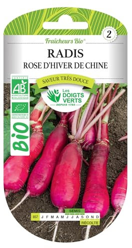 Graines radis rose d'hiver de Chine BIO Les Doigts Verts