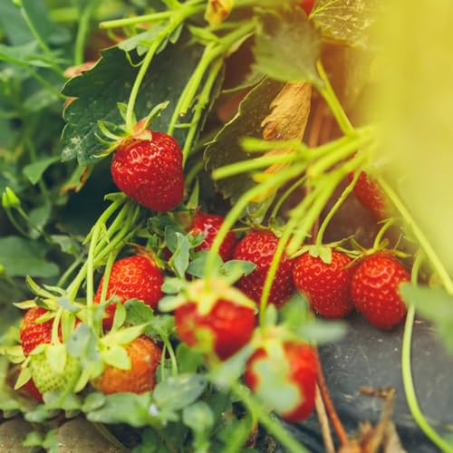 semillas fresas balcon - resistentes variedades antiguas invernadero regalos sostenibles 500pcs