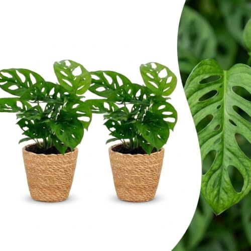 Monstera Adansonii - Rhaphidophora Tetrasperma - 2 plantes - avec panier - 25cm - Ø12cm