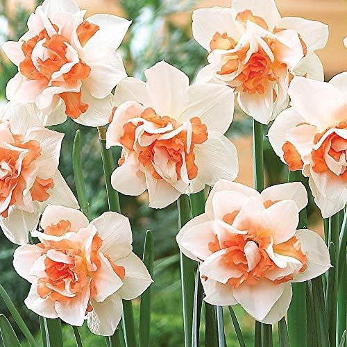 Cottage Garden Bulbs: REPLETE Double Daffodil/Narcissi - Pink/Peach - Bulb Size 12/14 - Outstanding - Available in Packs of 10 and 20 (20)