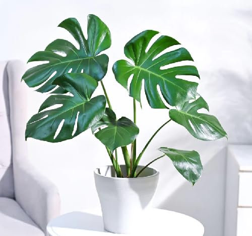 50pcs Monstera Plant Seeds