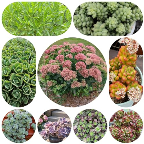 semillas de sedum - raras balcón cubresuelos extremadamente resistentes exterior 120pcs