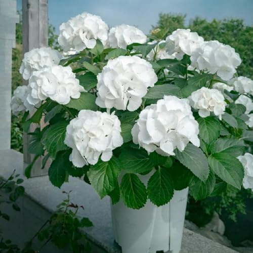 comprar semillas de hortensia, decoración de silvestres Decoración jardín para exteriores raras rocas resistentes jardín Siembra otoñal 20pcs