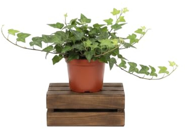 DECOALIVE Hedera Helix Verde Hiedra común Planta Natural de Interior y Exterior Maceta de 13 cm de Diámetro Planta 25 cm