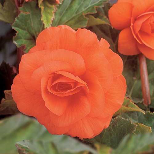 3 x Large Orange Double Flowering Begonia – Perennial Summer Flower Bulbs