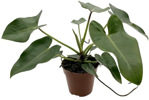 Fangblatt - Philodendron corcovadensis - anmutiger Baumfreund im Ø 12 cm Topf - exotische Zimmerpflanze