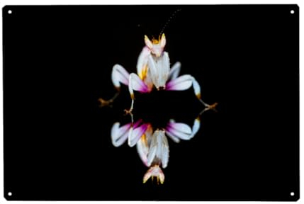 artboxONE Metall-Poster 20x30 cm Tiere Die Orchideen Fangschrecke von Künstler Die Welt Tanzt Farben