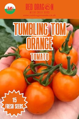 Tumbling Tom Orange Cherry Tomato Seeds - 15 Fresh Seeds