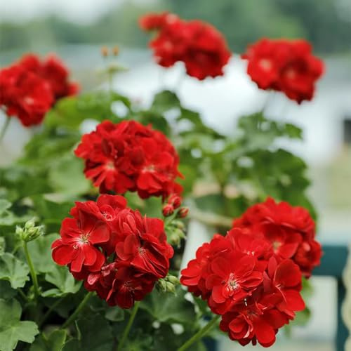 geranio semi biologici selvatici di balcone primavera interni esotici balcone primavera estate selvatici, autunno, semi perenni 550pz