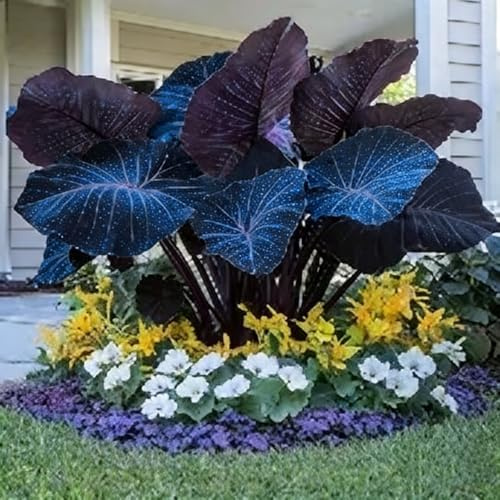 Raro aro oreja de elefante asiático/aro oreja de elefante híbrido, perenne, de rápido crecimiento, adecuado para plantar en jardines.-2bulbo-C