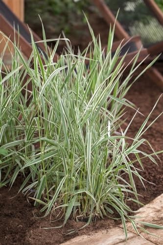 Phalaris arundinacea 9x9 cm Topf – Winterhart, Mehrjährig und Pflegeleicht – Rohrglanzgras – Ziergras für Teichrand & Feuchtstandorte