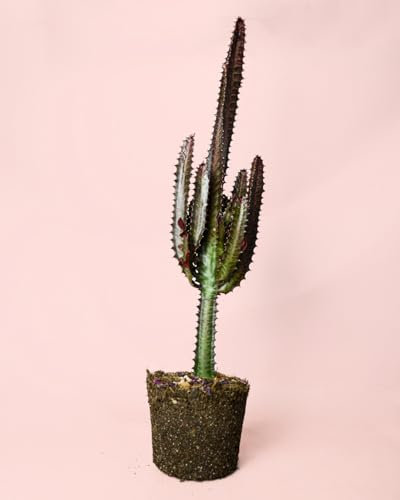 Euphorbia Trigona Rubra L | Cactus Naturales Exterior | Pur Plant