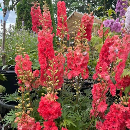 Semi di speronella - giardino resistenti vecchie varietà balcone esotiche 150pcs
