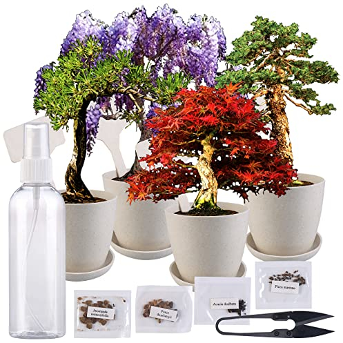 Royal Gardineer Bonsai Set: Bonsai-Anzuchtset, 4 Arten, Töpfe, Untersetzer, Clipper, Sprühflasche (Anzucht, Anzuchtkit, Mini Gewächshaus)