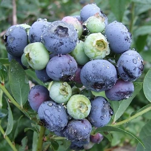 Plant Theory Blueberry Darrow Late Season Fruiting Fruit Bush Vaccinium 2L Pot