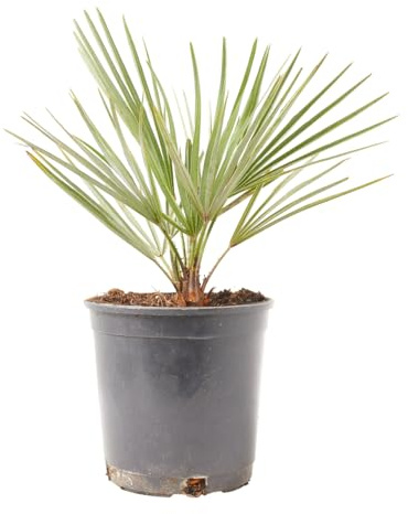 Verdecora Chamaerops Humilis maceta 3L | Palmito Arbustivo | Palmera Mediterránea de Exterior | Resistente a Sol y Sequía | Ideal para Jardines y Terrazas