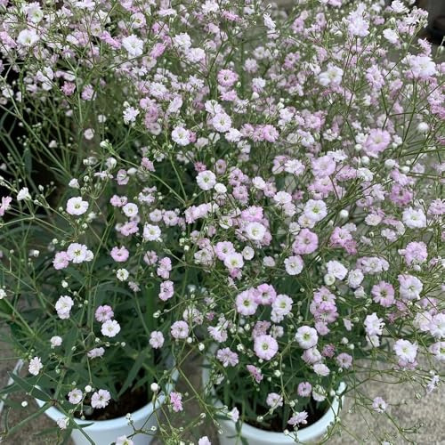 semillas de gypsophila perenne, balcón, resistente silvestres, parterres elevados de jardín 50pcs
