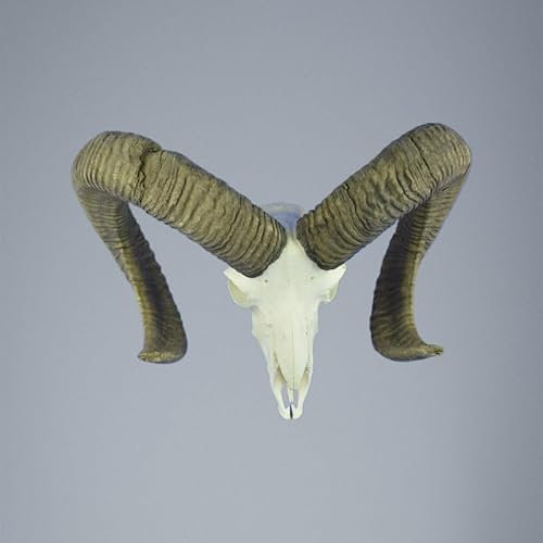 Hi Life Living Nature 791MU Mufflon jagdtrophae, Wildschaf, Horn 78-76cm C.22cm DE