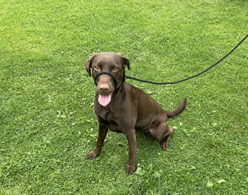 Kein Ziehen mehr! Anti-Ziehleine Feldfigur 8 / Halfter/Halfter/Halfter/Halfter/Halfter für alle, superweiches, geflochtenes Nylon, bequem, Macht Ihre Spaziergänge angenehmer (Schwarz, 1cm)